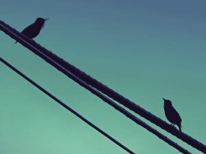 Starling Birds Black Bird Dialogue Cable Singing