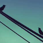 Starling Birds Black Bird Dialogue Cable Singing