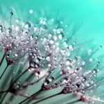 Kwetsbaarheid httpspixabay.comnlphotospaardebloem-zaden-bloem-natuur-445228