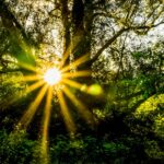 forest-396025_1920