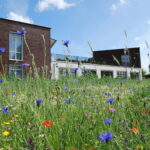 bloemenweide Bardo 2019 (3)