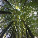 trees-2923387