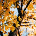 herfstfoto